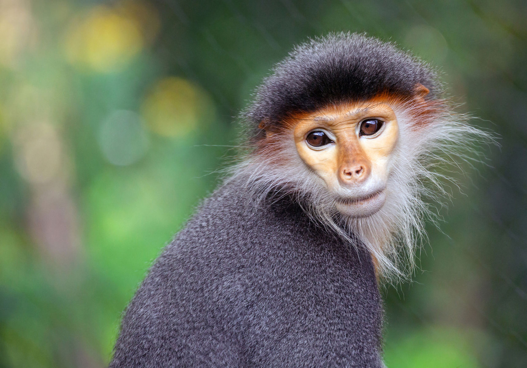Douc langur